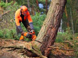 How Our Tree Care Process Works  in  Lake Grove, NY