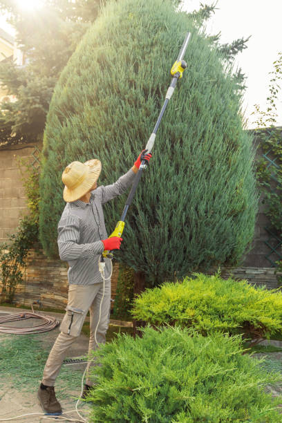 Best Tree Trimming and Pruning  in Lake Grove, NY